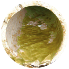 Biofilm Life Cycle Pie Image